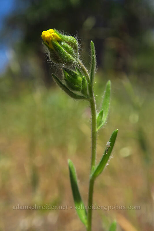 little tarweed (Madia exigua) [Brooks Memorial State Park, Klickitat County, Washington]