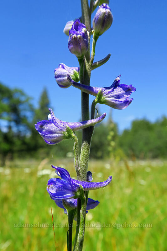 meadow larkspur (Delphinium distichum) [Brooks Memorial State Park, Klickitat County, Washington]