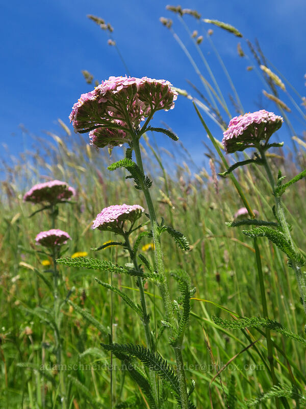 pink yarrow (Achillea millefolium) [Cascade Head Trail, Tillamook County, Oregon]