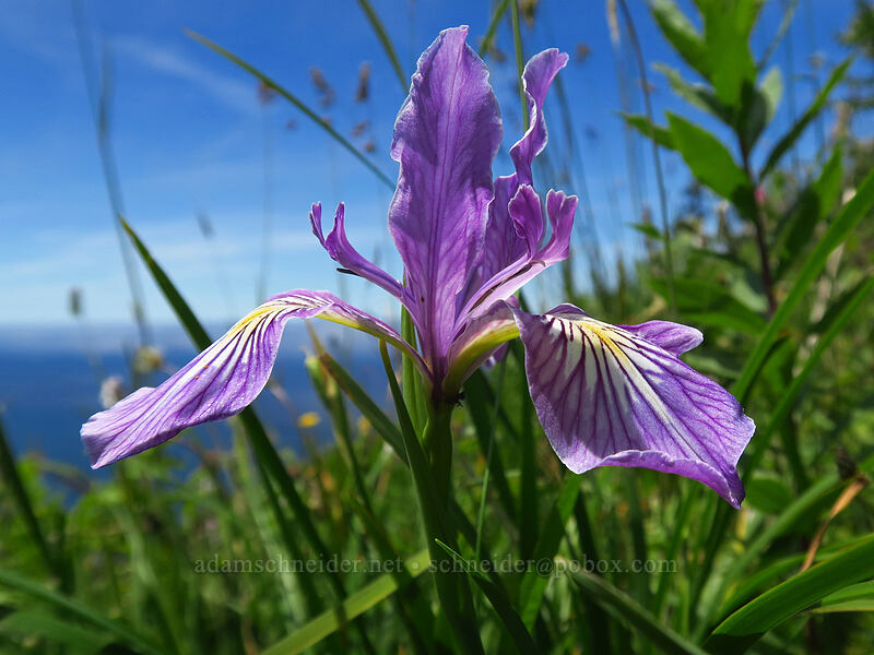 Oregon iris (Iris tenax) [Cascade Head Trail, Tillamook County, Oregon]