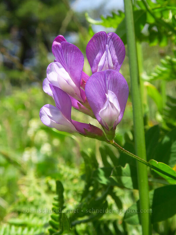American vetch (Vicia americana) [Cascade Head Trail, Tillamook County, Oregon]