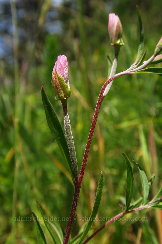 farewell-to-spring (Clarkia amoena (Godetia amoena)) [Cascade Head Trail, Tillamook County, Oregon]