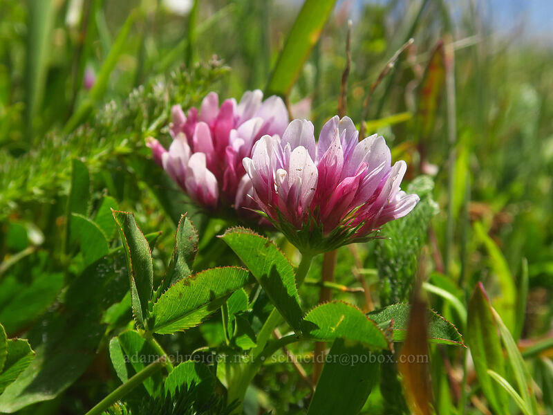 cow's clover (Trifolium wormskioldii) [Cascade Head Trail, Tillamook County, Oregon]