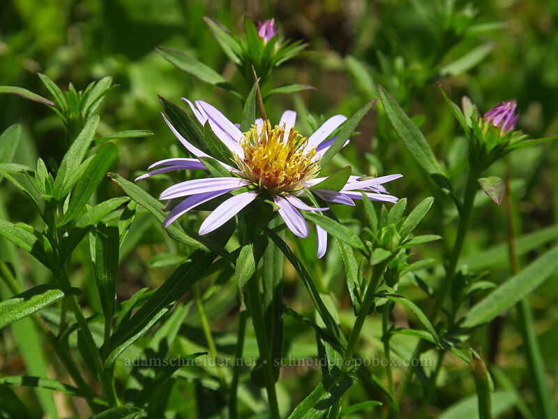 Pacific aster (Symphyotrichum chilense (Aster chilensis)) [Cascade Head Trail, Tillamook County, Oregon]