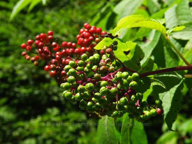 red elderberries (Sambucus racemosa) [Cascade Head Trail, Tillamook County, Oregon]