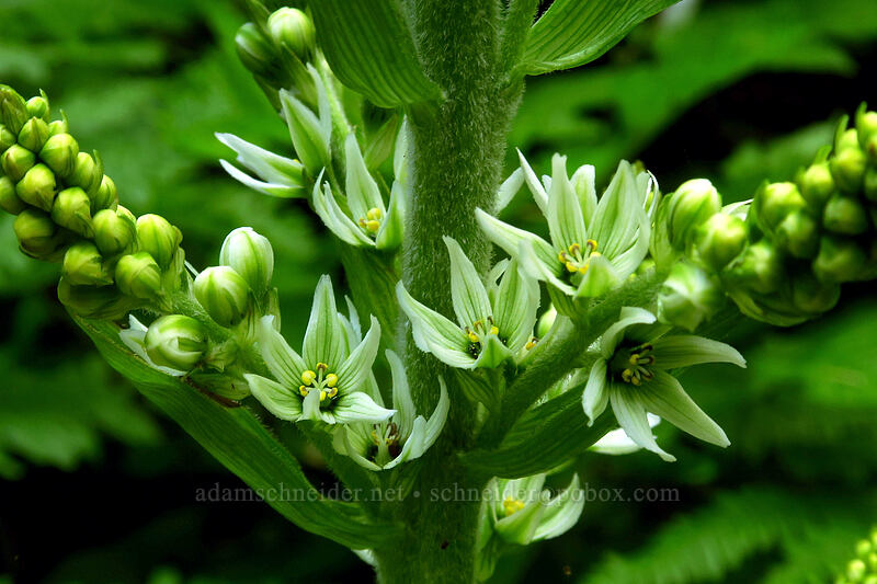 California corn lily (Veratrum californicum var. caudatum) [God's Thumb Trail, Lincoln City, Lincoln County, Oregon]