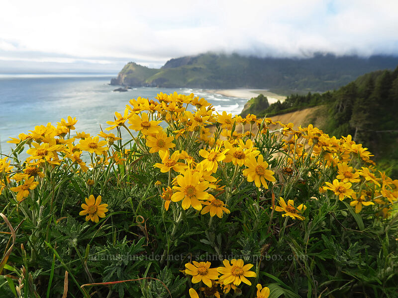Oregon sunshine (Eriophyllum lanatum) [God's Thumb, Siuslaw National Forest, Lincoln County, Oregon]