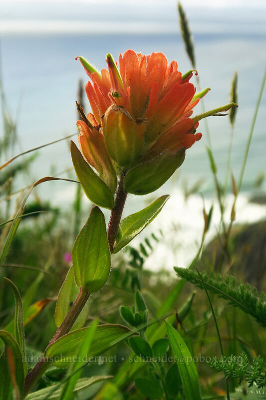 Oregon Coast paintbrush (Castilleja litoralis (Castilleja affinis ssp. litoralis)) [High Meadow, Siuslaw National Forest, Lincoln County, Oregon]