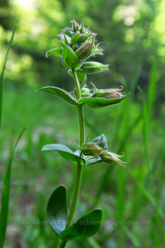 shrubby penstemon, budding (Penstemon fruticosus) [Beverly Turnpike Trail, Wenatchee National Forest, Kittitas County, Washington]