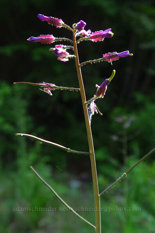 hairy-stem (?) rock-cress (Boechera pauciflora) [Beverly Turnpike Trail, Wenatchee National Forest, Kittitas County, Washington]