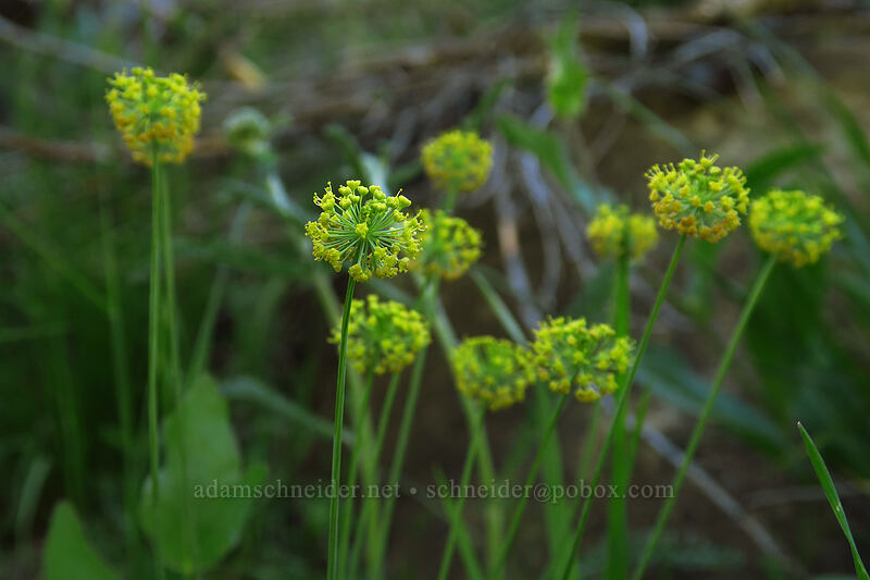 bare-stem desert parsley (Lomatium nudicaule) [Bean Creek Trail, Wenatchee National Forest, Kittitas County, Washington]