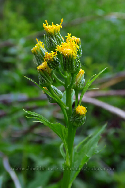 silver-crown luina, budding (Cacaliopsis nardosmia (Cacalia nardosmia)) [Bean Creek Trail, Wenatchee National Forest, Kittitas County, Washington]