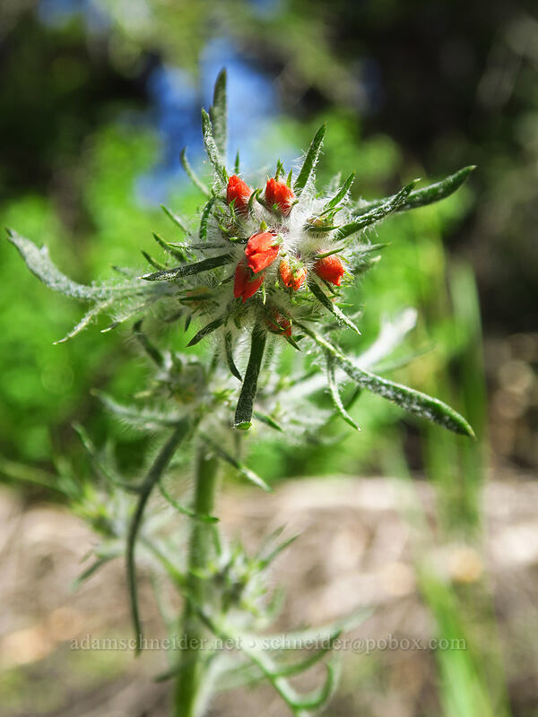 scarlet gilia, budding (Ipomopsis aggregata) [Bean Creek Trail, Wenatchee National Forest, Kittitas County, Washington]