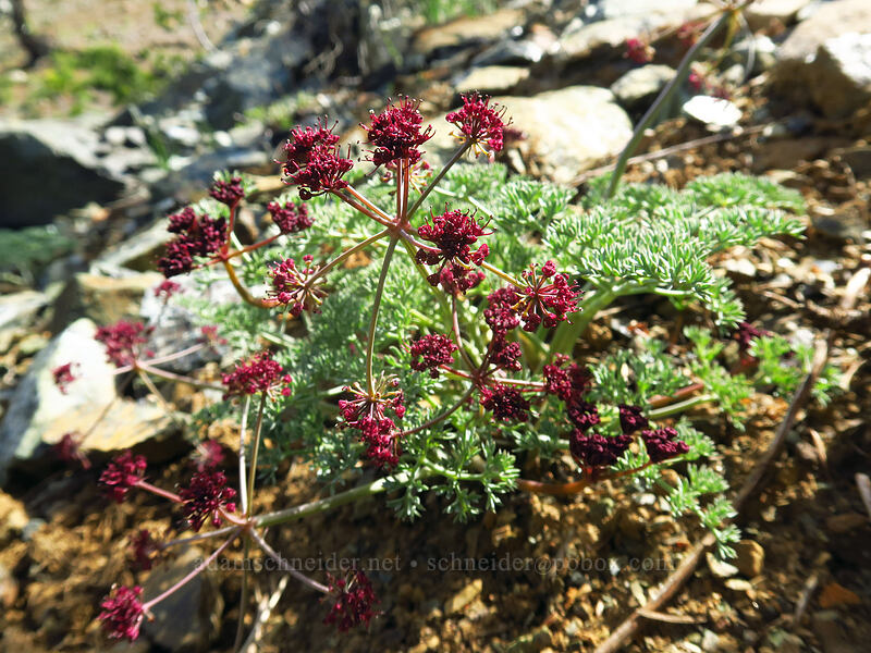 Wenatchee desert parsley (Lomatium cuspidatum) [Bean Creek Trail, Wenatchee National Forest, Kittitas County, Washington]