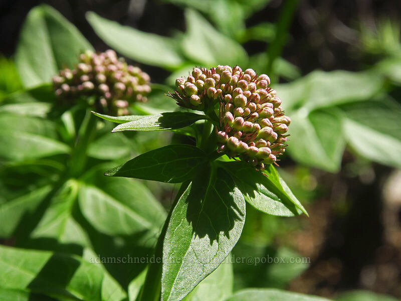 Sitka valerian, budding (Valeriana sitchensis) [Bean Creek Trail, Wenatchee National Forest, Kittitas County, Washington]
