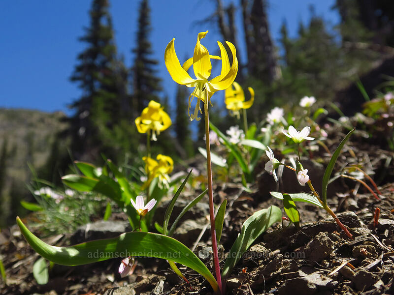glacier lilies & spring-beauties (Erythronium grandiflorum, Claytonia lanceolata) [Bean Creek Trail, Wenatchee National Forest, Kittitas County, Washington]