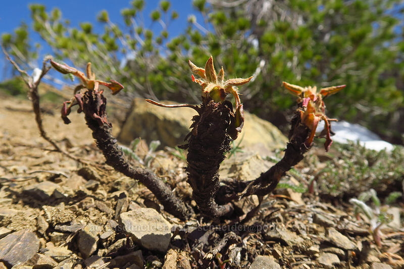 alpine buckwheat stalks (Eriogonum pyrolifolium) [Earl Peak, Wenatchee National Forest, Kittitas County, Washington]