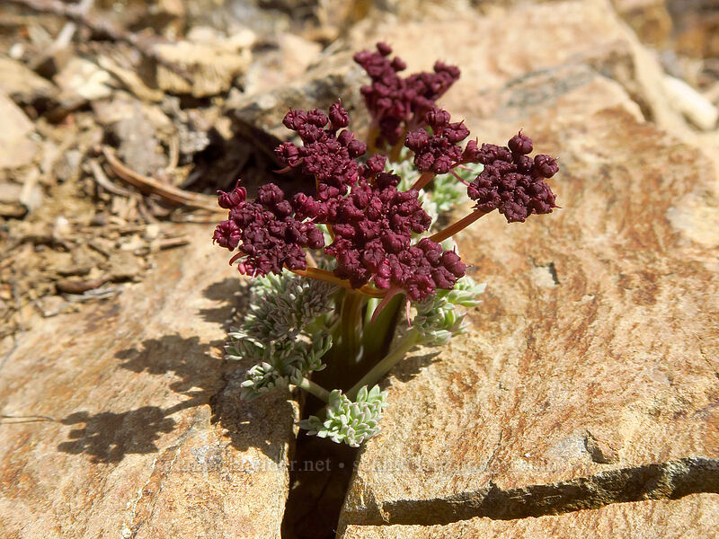 Wenatchee desert parsley (Lomatium cuspidatum) [Earl Peak, Wenatchee National Forest, Kittitas County, Washington]