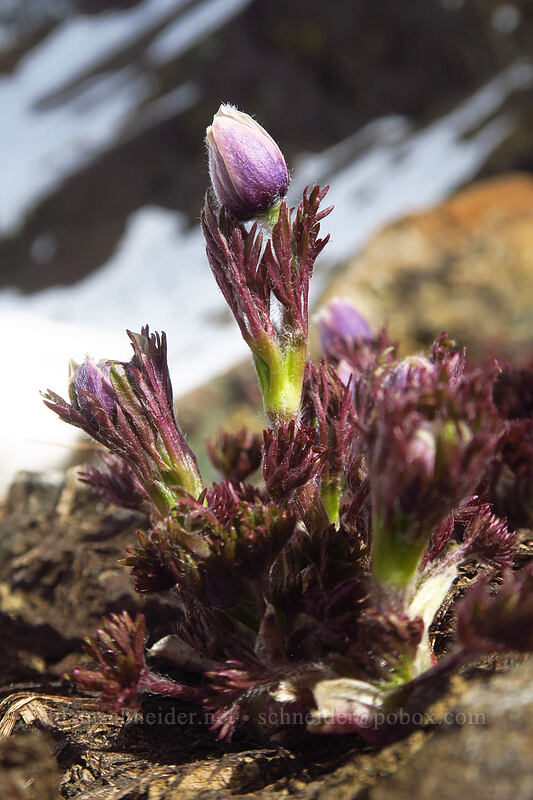 Drummond's anemone, budding (Anemone drummondii) [Earl Peak-Bean Peak ridge, Wenatchee National Forest, Kittitas County, Washington]