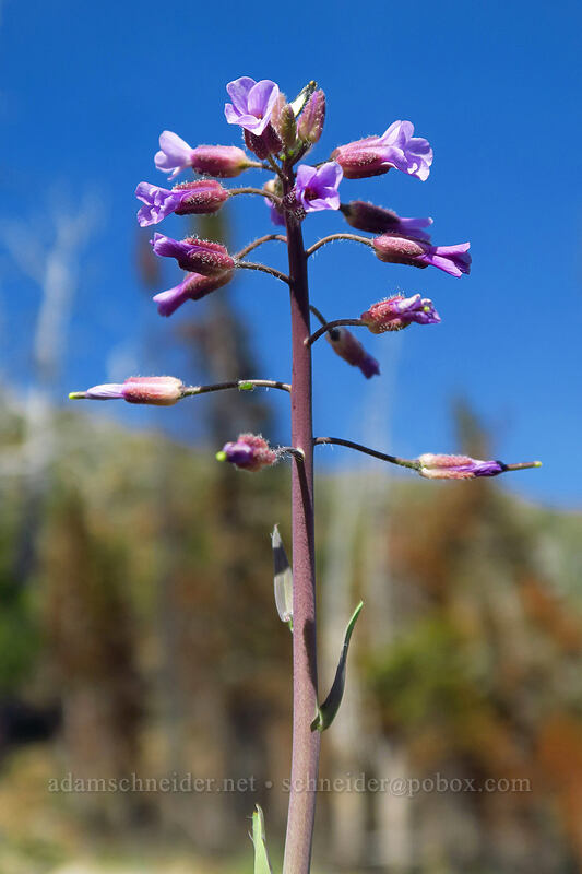 reflexed rock-cress (purple) (Boechera retrofracta (Arabis holboellii var. retrofracta)) [Bean Creek Basin, Wenatchee National Forest, Kittitas County, Washington]