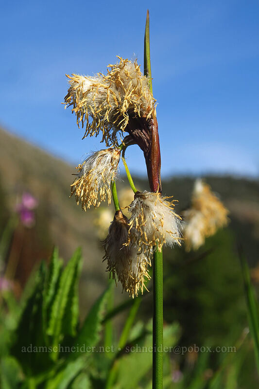 tall cotton-grass (Eriophorum angustifolium) [Bean Creek Basin, Wenatchee National Forest, Kittitas County, Washington]