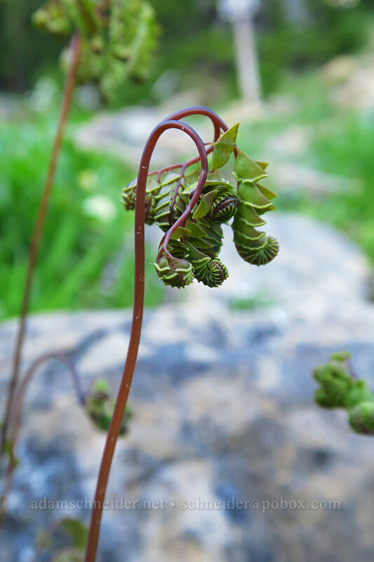 maidenhair ferns unfurling (Adiantum aleuticum) [Bean Creek Trail, Wenatchee National Forest, Kittitas County, Washington]