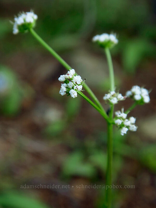 Geyer's biscuitroot (Lomatium geyeri) [Bean Creek Trail, Wenatchee National Forest, Kittitas County, Washington]
