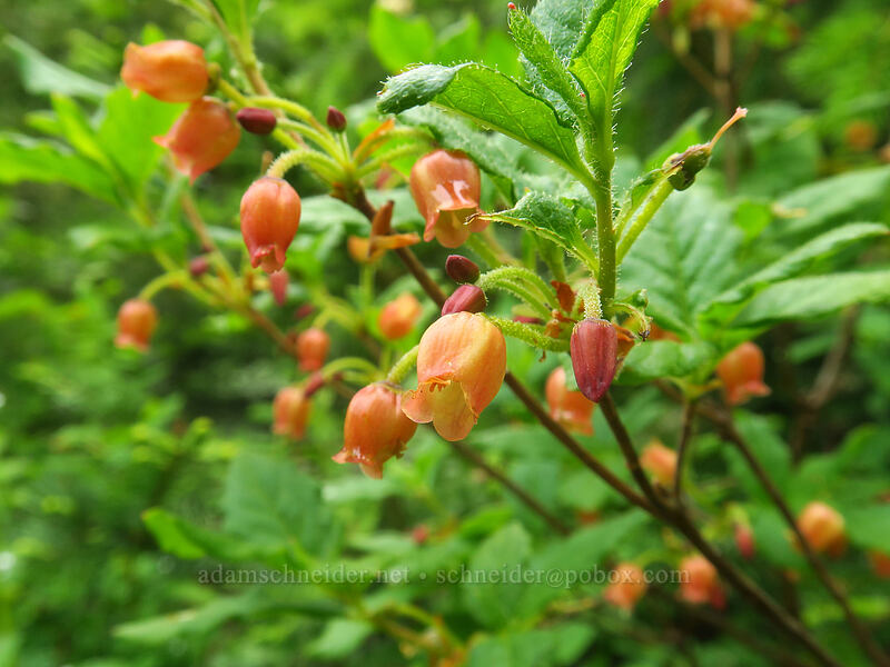 fool's huckleberry (Menziesia ferruginea (Rhododendron menziesii)) [Grouse Vista Trail, Gifford Pinchot National Forest, Clark County, Washington]