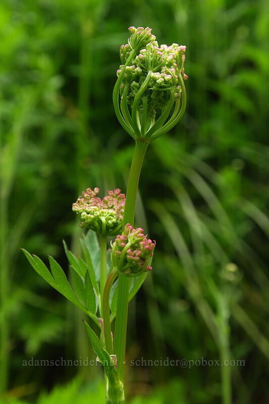 lovage, budding (Ligusticum sp.) [Grouse Vista Trail, Gifford Pinchot National Forest, Clark County, Washington]