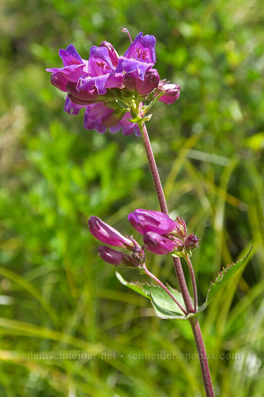 Cascade penstemon (Penstemon serrulatus) [Grouse Vista Trail, Gifford Pinchot National Forest, Clark County, Washington]
