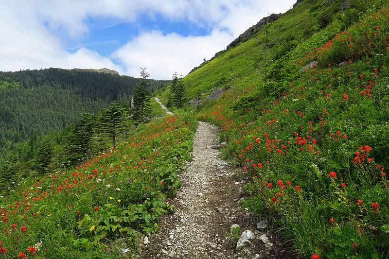 wildflowers [Grouse Vista Trail, Gifford Pinchot National Forest, Clark County, Washington]