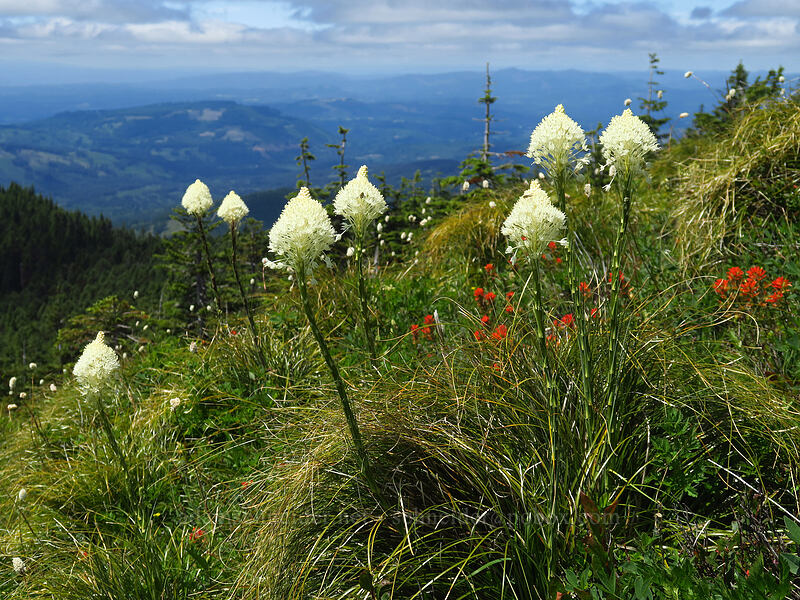 beargrass (Xerophyllum tenax) [Silver Star Mountain, Gifford Pinchot National Forest, Skamania County, Washington]