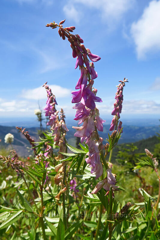 western sweet-vetch (Hedysarum occidentale) [Silver Star Mountain, Gifford Pinchot National Forest, Skamania County, Washington]