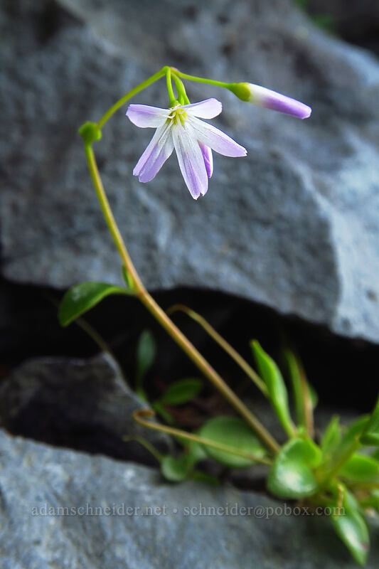 little-leaf spring-beauty (Montia parvifolia (Claytonia parvifolia)) [Ed's Trail, Gifford Pinchot National Forest, Skamania County, Washington]