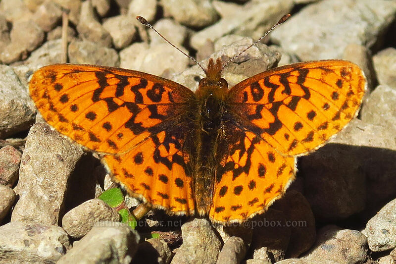 Pacific fritillary butterfly (Boloria epithore) [Ed's Trail, Gifford Pinchot National Forest, Skamania County, Washington]