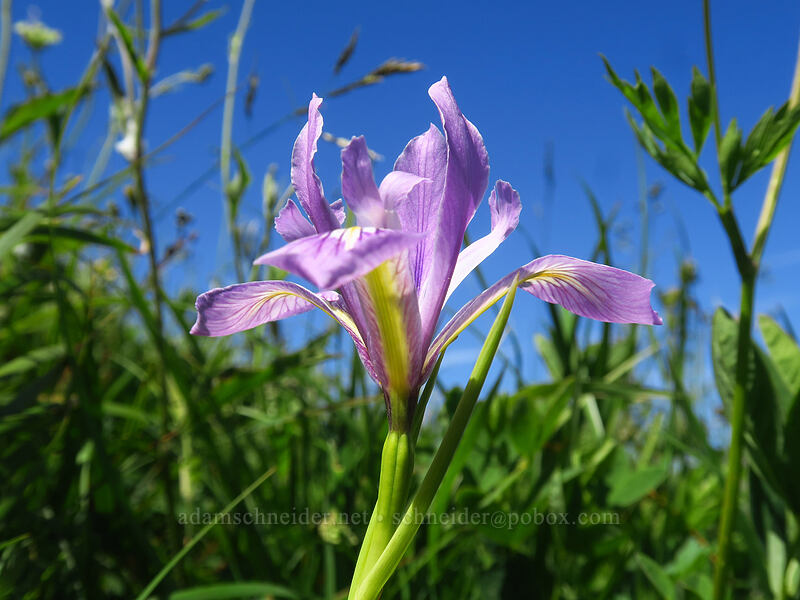 Oregon iris (Iris tenax) [Ed's Trail, Gifford Pinchot National Forest, Skamania County, Washington]