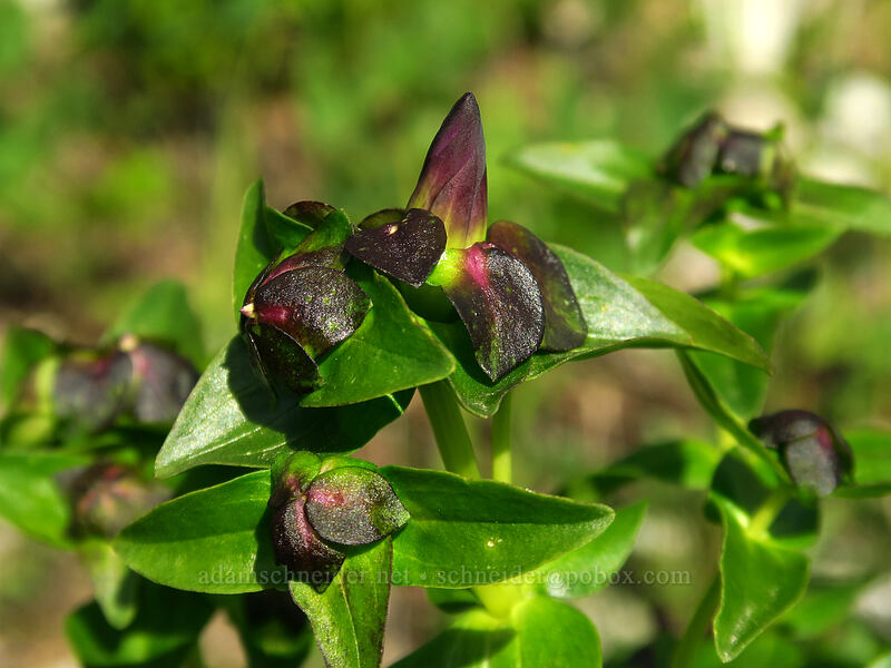 gentian buds (Gentiana calycosa) [Grouse Vista Trail, Gifford Pinchot National Forest, Clark County, Washington]