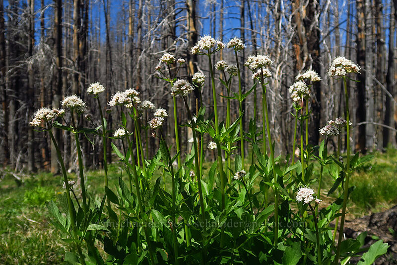 Sitka valerian (Valeriana sitchensis) [Upper Naneum Trail, Wenatchee National Forest, Kittitas County, Washington]