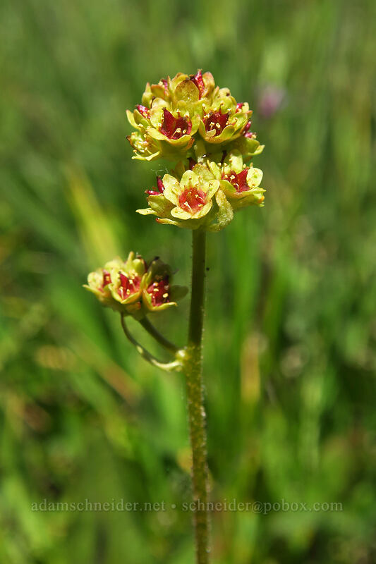 swamp saxifrage (petalless saxifrage) (Micranthes apetala (Saxifraga apetala)) [Upper Naneum Trail, Wenatchee National Forest, Kittitas County, Washington]