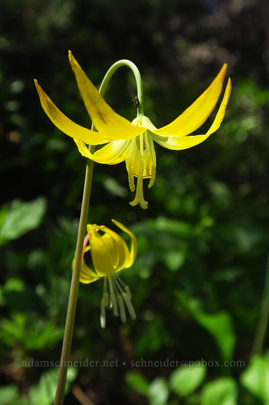 glacier lily (Erythronium grandiflorum) [Tronsen Ridge Trail, Wenatchee National Forest, Chelan County, Washington]