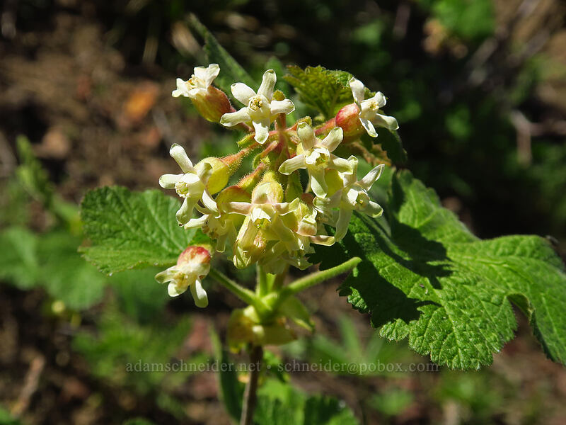 sticky currant (Ribes viscosissimum) [Tronsen Ridge Trail, Wenatchee National Forest, Chelan County, Washington]