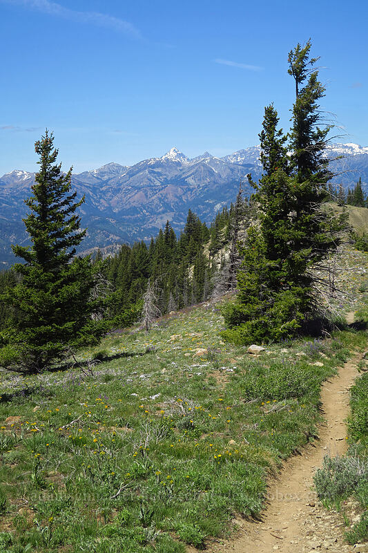 wildflowers & mountains [Tronsen Ridge Trail, Wenatchee National Forest, Chelan County, Washington]