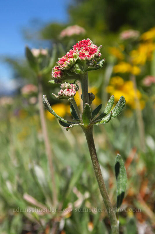 parsnip-flower buckwheat (Eriogonum heracleoides) [Tronsen Ridge Trail, Wenatchee National Forest, Chelan County, Washington]