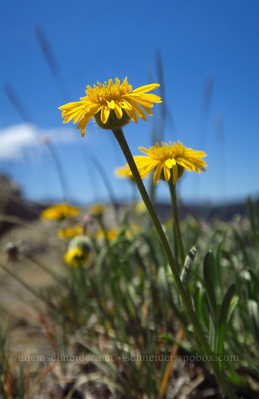 desert yellow daisies/fleabane (Erigeron linearis) [Tronsen Ridge Trail, Wenatchee National Forest, Washington]