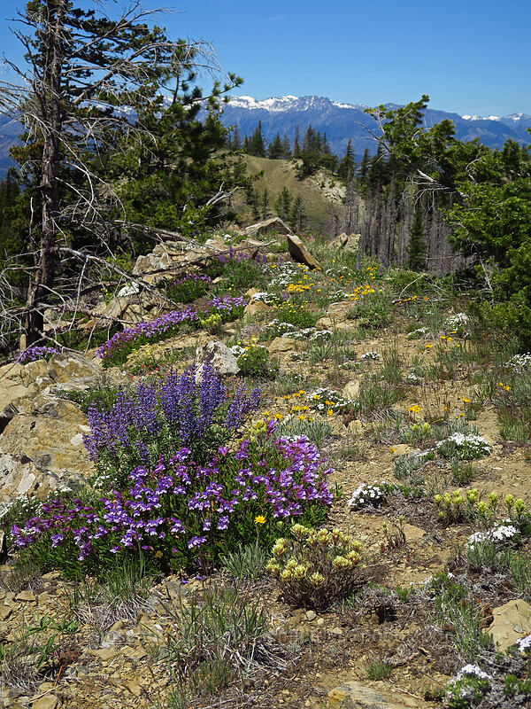 wildflowers [Tronsen Ridge Trail, Wenatchee National Forest, Chelan County, Washington]