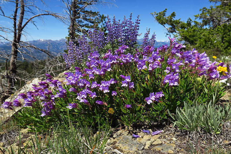 shrubby penstemon & lupines (Penstemon fruticosus var. fruticosus, Lupinus sp.) [Tronsen Ridge Trail, Wenatchee National Forest, Chelan County, Washington]