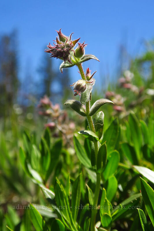 shrubby penstemon, budding (Penstemon fruticosus var. fruticosus) [Tronsen Ridge Trail, Wenatchee National Forest, Chelan County, Washington]