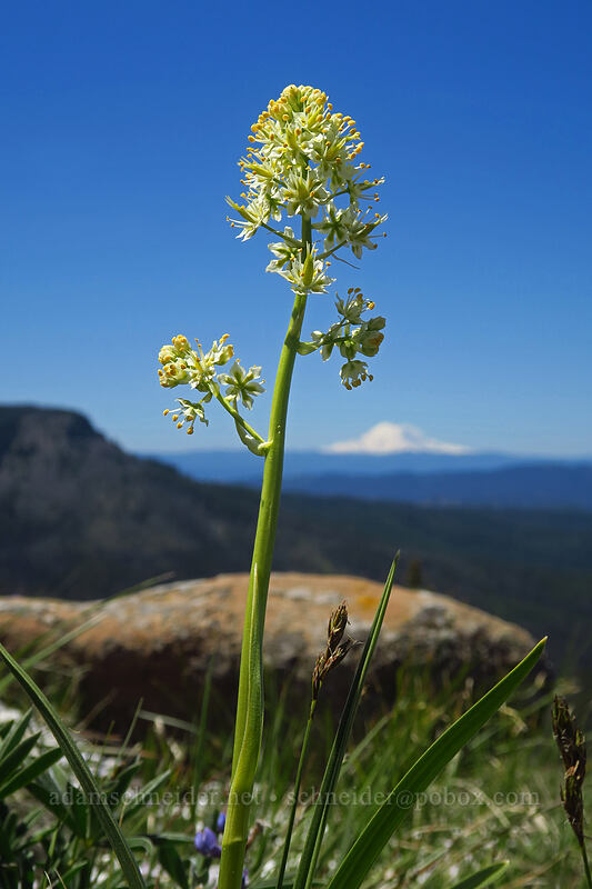 death-camas (Toxicoscordion venenosum (Zigadenus venenosus)) [Tronsen Ridge Trail, Wenatchee National Forest, Chelan County, Washington]