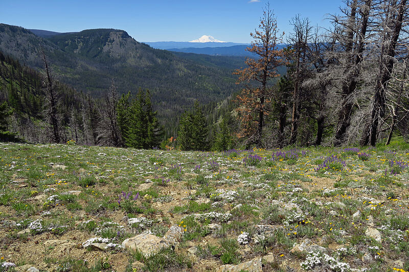 wildflowers & Mt. Rainier [Tronsen Ridge Trail, Wenatchee National Forest, Chelan County, Washington]