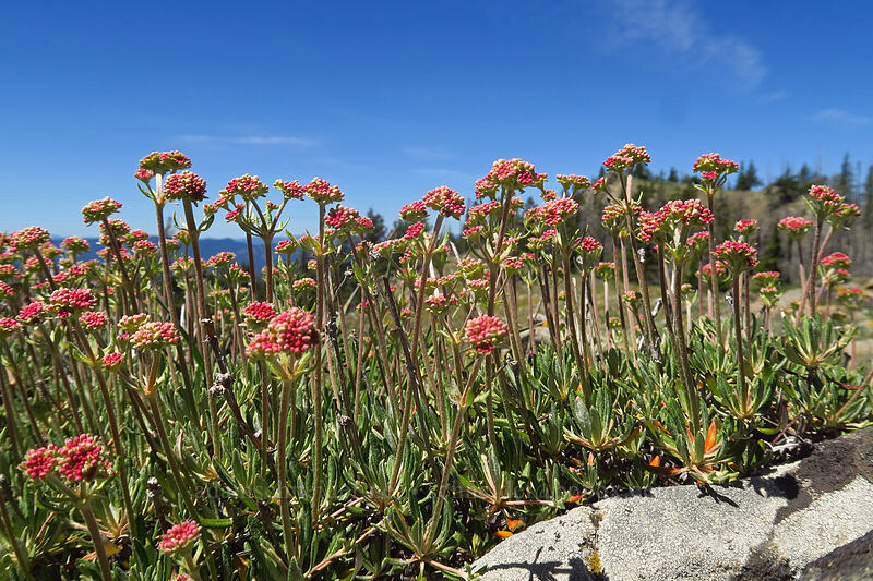 buckwheat (Eriogonum sp.) [Tronsen Ridge Trail, Wenatchee National Forest, Chelan County, Washington]